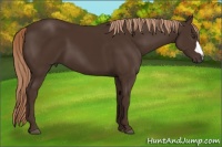 Horse Color:Liver Chestnut 