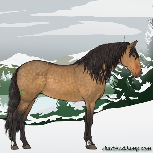 Horse Color:Buckskin Dun and Buckskin Dun