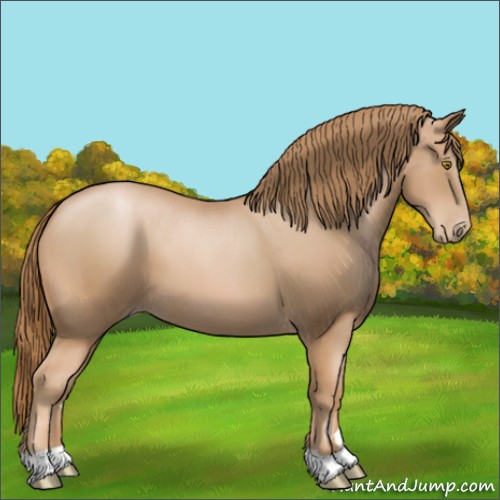 Horse Color:Chestnut Pearl 