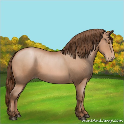 Horse Color:Bay Pearl 