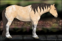 Horse Color:Buckskin Ice 