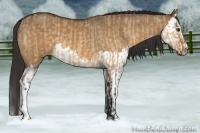 Horse Color:Buckskin Dun  and Buckskin Dun Splash 