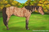 Horse Color:Bay  and Amber Champagne 