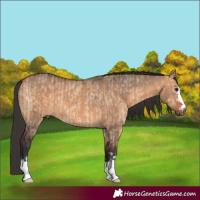 Horse Color:Bay Dun  and Bay Dun 