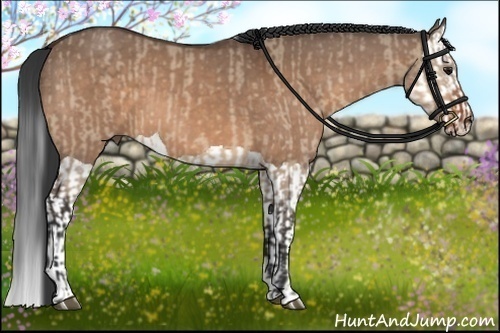 Horse Color:Bay Dun  and Bay Dun Splash 