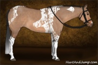 Horse Color:Bay Dun Tobiano and Brown Dun Tobiano