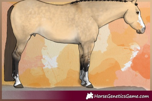 Horse Color:Buckskin Dun 