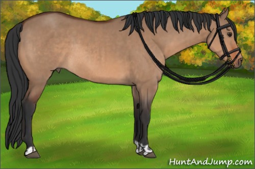 Horse Color:Brown Dun and Bay Dun Rabicano