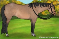 Horse Color:Brown Dun  and Bay Dun Rabicano 