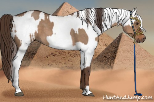 Horse Color:Liver Red Dun  and White Spotted Liver Red Dun 