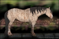 Horse Color:Bay Dun  and Amber Champagne Dun 