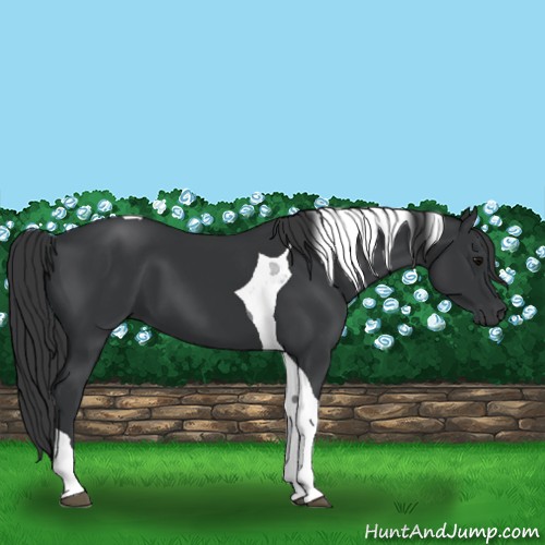 Horse Color:Black Tobiano 