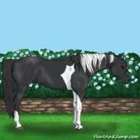 Horse Color:Black Tobiano 