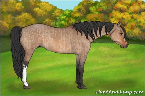 Horse Color:Brown Dun  and Bay Dun 