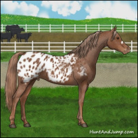 Horse Color:Chestnut Appaloosa 