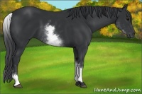 Horse Color:White Spotted Black 