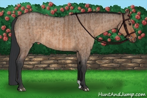 Horse Color:Brown Dun and Brown Roan Dun