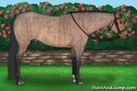 Horse Color:Brown Dun  and Brown Roan Dun 