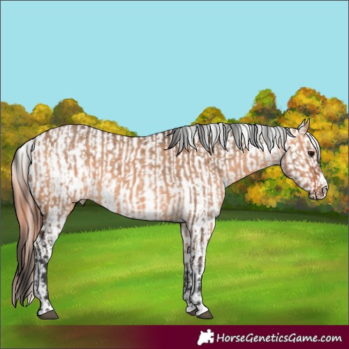 Horse Color:Bay Dun  and Bay Dun Appaloosa 