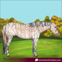 Horse Color:Bay Dun  and Bay Dun Appaloosa 