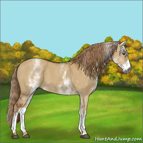 Horse Color:Gray White Spotted Red Dun 