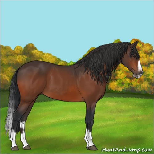 Horse Color:Bay Splash Frame