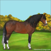 Horse Color:Bay Splash Frame