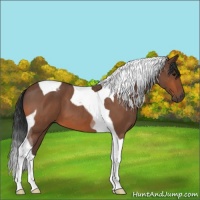 Horse Color:Bay Roan Tobiano