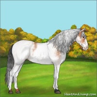 Horse Color:White Spotted Bay 
