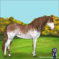 Horse Color:White Spotted Chestnut 
