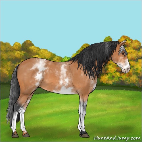 Horse Color:White Spotted Bay Roan 