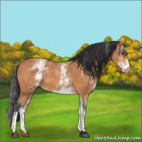 Horse Color:White Spotted Bay Roan 