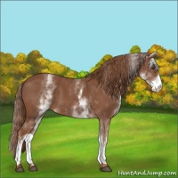Horse Color:White Spotted Chestnut