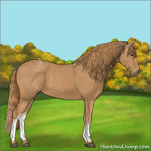 Horse Color:White Spotted Chestnut 