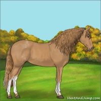 Horse Color:White Spotted Chestnut 