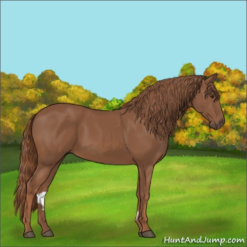 Horse Color:Chestnut 