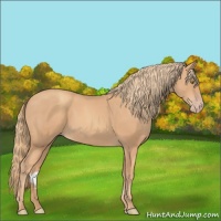 Horse Color:Gold Champagne 