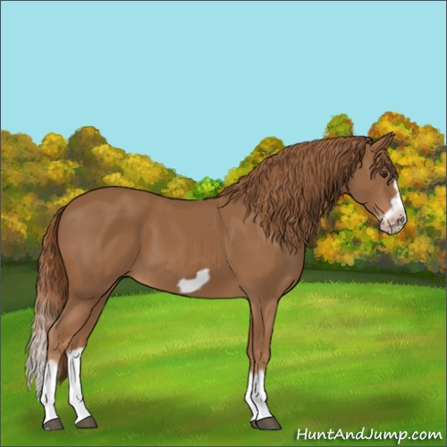 Horse Color:Chestnut Splash Frame