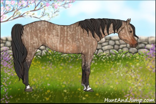 Horse Color:Liver Red Dun  and Bay Dun 