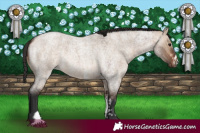 Horse Color:Bay Roan Dun  and White Spotted Bay Roan Dun 
