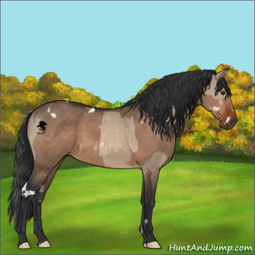 Horse Color:Brown Dun Sabino  and White Spotted Brown Dun 
