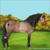 Horse Color:Brown Dun Sabino  and White Spotted Brown Dun 