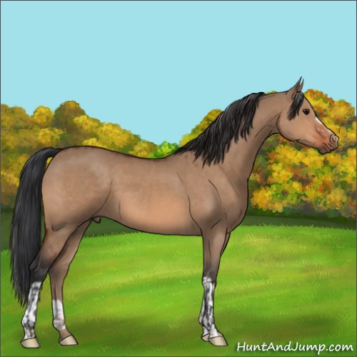 Horse Color:Bay Dun  and Bay Dun 