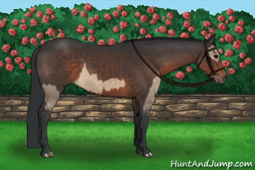 Horse Color:Brown Dun and Brown
