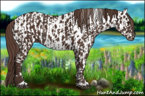 Horse Color:Liver Chestnut  and Liver Chestnut Appaloosa 