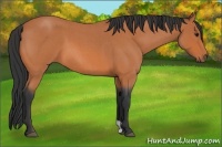 Horse Color:Bay Roan 