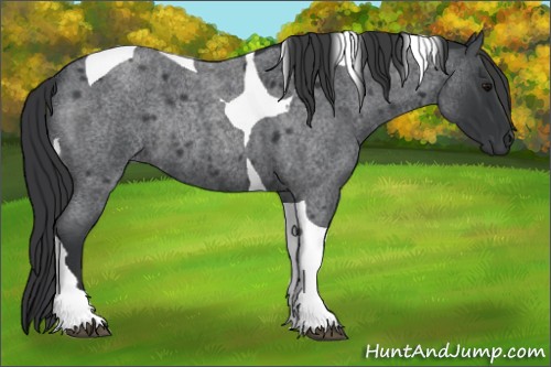 Horse Color:Blue Roan Tobiano Rabicano 