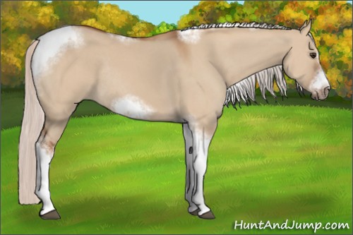 Horse Color:Silver Bay Dun Sabino Tobiano Frame Rabicano 
