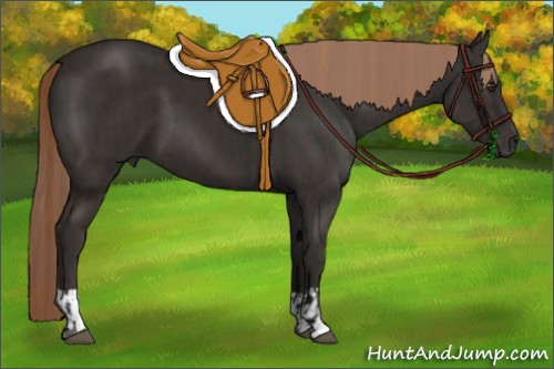 Horse Color:Liver Chestnut  and Liver Chestnut 