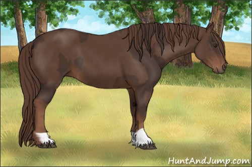 Horse Color:Liver Chestnut  and Liver Chestnut 